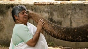 Mahouts1