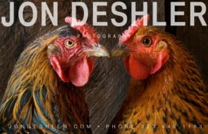Two Hens Kiss