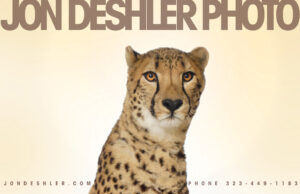 Cheetah Ambassador